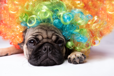 Pug posing on a white background. Puppy looking at the camera. Beautiful dogの写真素材