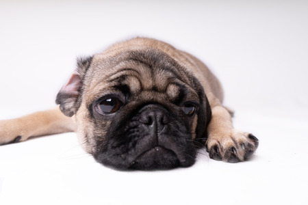 Pug, dog on white background. Cute friendly fat chubby pug puppy. Pets, dog lovers, isolated on white.の写真素材