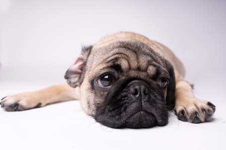 Pug posing on a white background. Puppy looking at the camera. Beautiful dogの写真素材