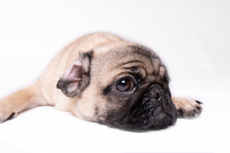 Pug, dog on white background. Cute friendly fat chubby pug puppy. Pets, dog lovers, isolated on white.の写真素材