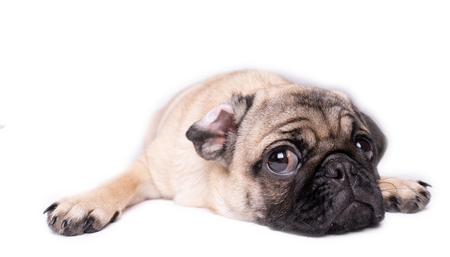 Pug, dog on white background. Cute friendly fat chubby pug puppy. Pets, dog lovers, isolated on white.の写真素材