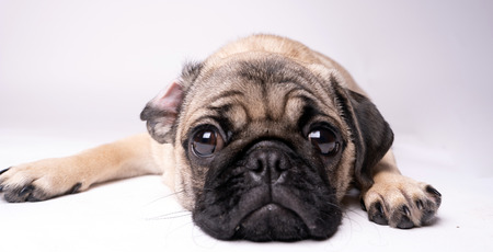 Pug posing on a white background. Puppy looking at the camera. Beautiful dogの写真素材