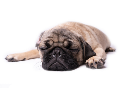 Pug, dog on white background. Cute friendly fat chubby pug puppy. Pets, dog lovers, isolated on white.の写真素材