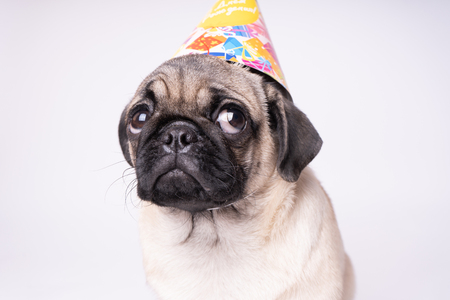 Pug, dog on white background. Cute friendly fat chubby pug puppy. Pets, dog lovers, isolated on white.の写真素材