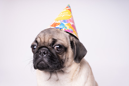 Pug, dog on white background. Cute friendly fat chubby pug puppy. Pets, dog lovers, isolated on white.の写真素材
