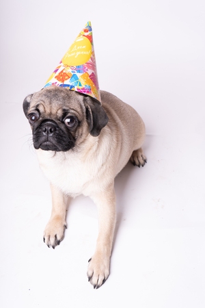 Pug, dog on white background. Cute friendly fat chubby pug puppy. Pets, dog lovers, isolated on white.の写真素材