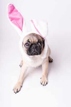 Pug, dog on white background. Cute friendly fat chubby pug puppy. Pets, dog lovers, isolated on white.の写真素材