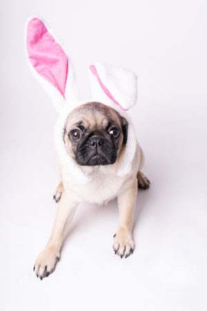 Pug, dog on white background. Cute friendly fat chubby pug puppy. Pets, dog lovers, isolated on white.の写真素材