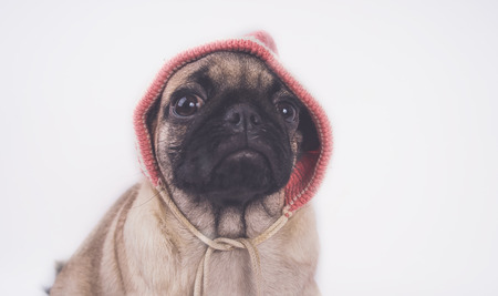 Cute pug puppy, isolated on white background, happy dog ??conceptの写真素材