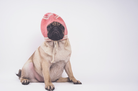 Cute pug puppy, isolated on white background, happy dog ??conceptの写真素材