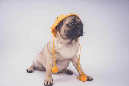 Cute pug puppy, isolated on white background, happy dog ??conceptの写真素材