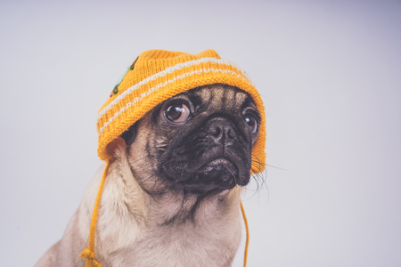 Cute pug puppy, isolated on white background, happy dog ??conceptの写真素材