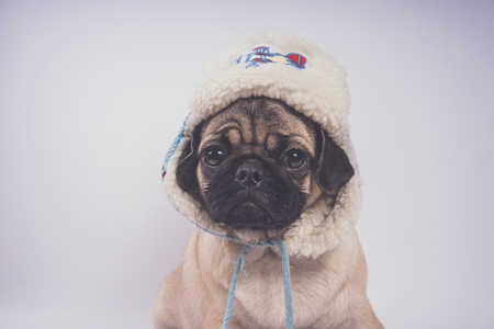Cute pug puppy, isolated on white background, happy dog ??conceptの写真素材