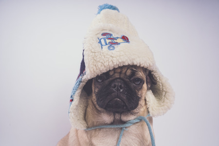 Cute pug puppy, isolated on white background, happy dog ??conceptの写真素材