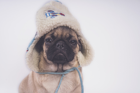 Cute pug puppy, isolated on white background, happy dog ??conceptの写真素材