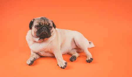Funny pug puppy, on orange background. Pug posing for the camera.の写真素材