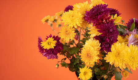 Chrysanthemum flowersの写真素材