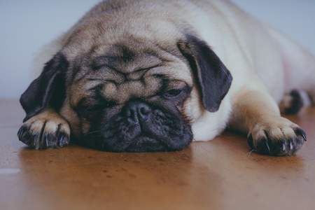 Pug resting on the floor. Puppy looking at the camera. Beautiful dogの写真素材