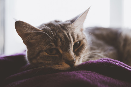 Striped cat lying on the window, wrapped in a blanketの写真素材