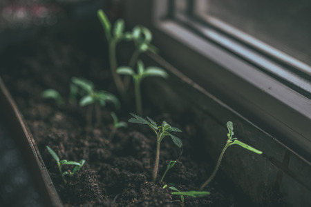 Cucumber plant in seedling on a rustic wooden table. Growing seedlings in peat pots. Plants seeding...
