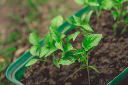 Cucumber plant in seedling on a rustic wooden table. Growing seedlings in peat pots. Plants seeding in sunlight in horticulture and horticultureの写真素材