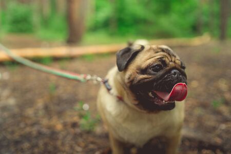 Dog breed pug walks in the woods. pug resting in the Parkの写真素材