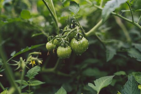 Green tomatoes on a branch are growing in the garden. The concept of agriculture, healthy food and vegetables.の写真素材