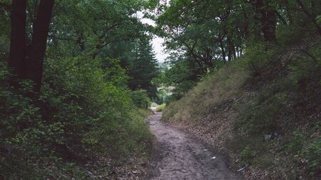 Narrow winding path going through green bushes and trees against cloudy