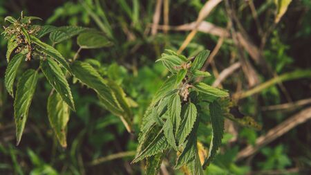 the texture of the greens and leaves. green nature textureの写真素材