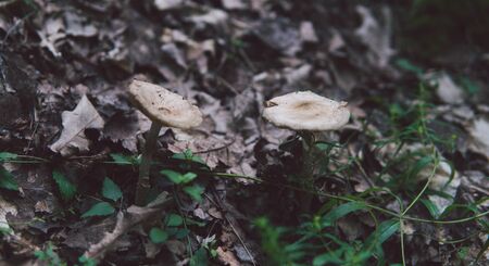 Mushrooms are growing in the autumn forestの写真素材