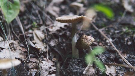 Mushrooms are growing in the autumn forestの写真素材