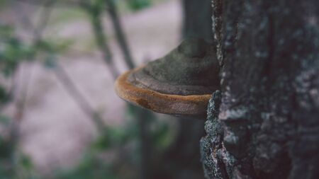 The big tinder fungus on live tree in autumn day. Oak tree trunk with tinder fungus.の写真素材
