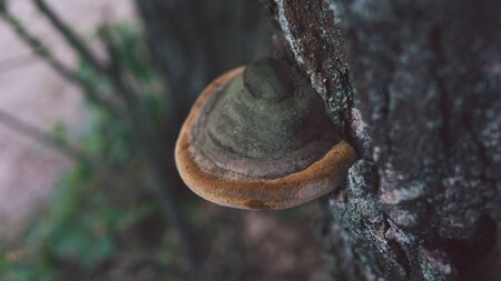 The big tinder fungus on live tree in autumn day.