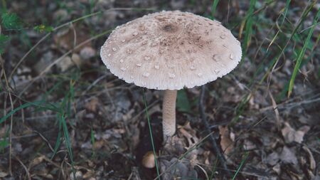 Mushroom umbrella with a white cap is growing in the forest, close-up.の写真素材