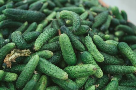 Cucumbers in wooden box. Fresh green cucumbers in wooden boxの写真素材