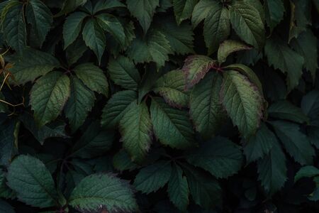 Green leaves. Green leaves background texture. Creative layout made of green leaves. Flat lay.の写真素材