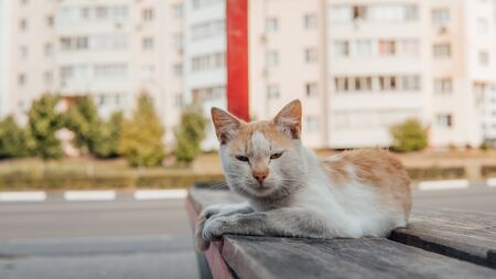 cat on street, multicolored furry cat on street.の写真素材