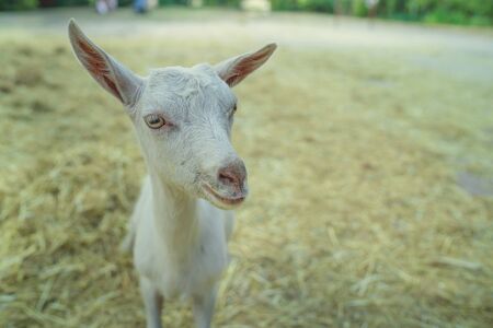 A white goat is grazing outdoors in the park