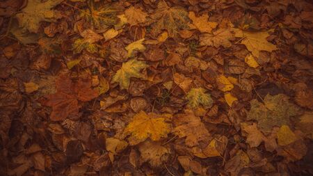 Colorful foliage in the park. Falling leaves natural backgroundの写真素材