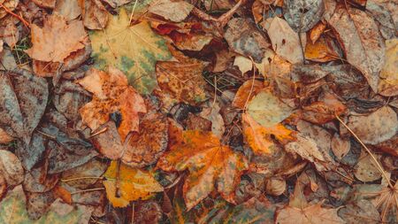 Colorful foliage in the park. Falling leaves natural background