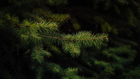Texture of Christmas tree branches. A nice green fir branches. Atmospheric background for the mood...