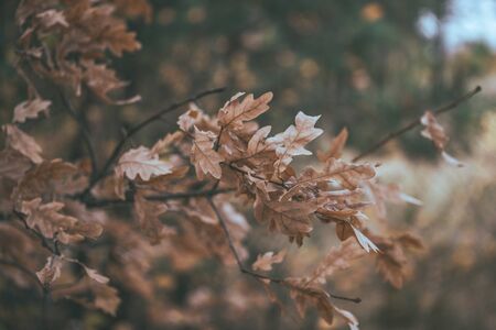 The branches of trees with foliage in autumn forest.の写真素材