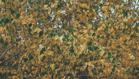 The branches of trees with foliage in autumn forest.の写真素材
