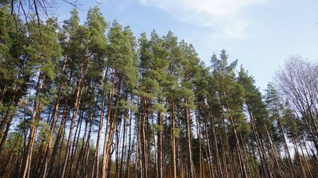 Low angle view. Woods background.