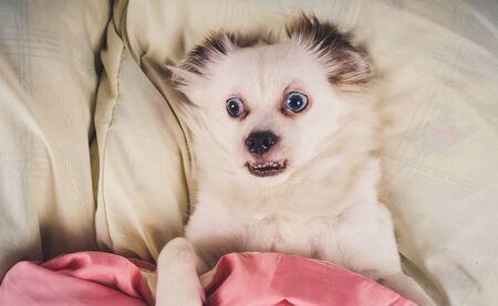 Samoyed dog in the bed on bedroom background. Little relaxed dog lying on bed. Little white dog with blue eyes lying on bed at home.の写真素材