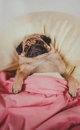 Funny portrait pug in human bed. Poor sad sick bored dog concept. Pet care and animals concept. Text copy space.の写真素材