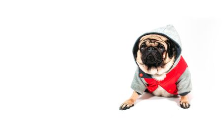 A beautiful sad pug in a jacket with a hood sits on isolated white background.の写真素材