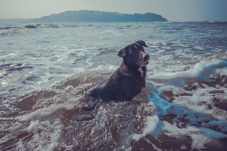 A big dog in the sea. The animal frolics in the waterの写真素材