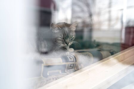 Cute cat lying on back of sofa behind window and resting at home on tranquil dayの写真素材