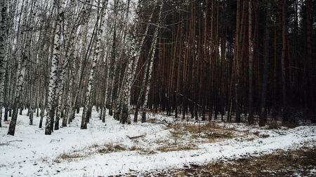 Winter in the forest. Winter mixed forest covered by snow hoarfrost.の写真素材